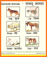 Wild animals name in hindi